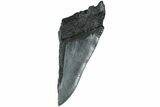 Partial Fossil Megalodon Tooth - Serrated Blade #226766-1